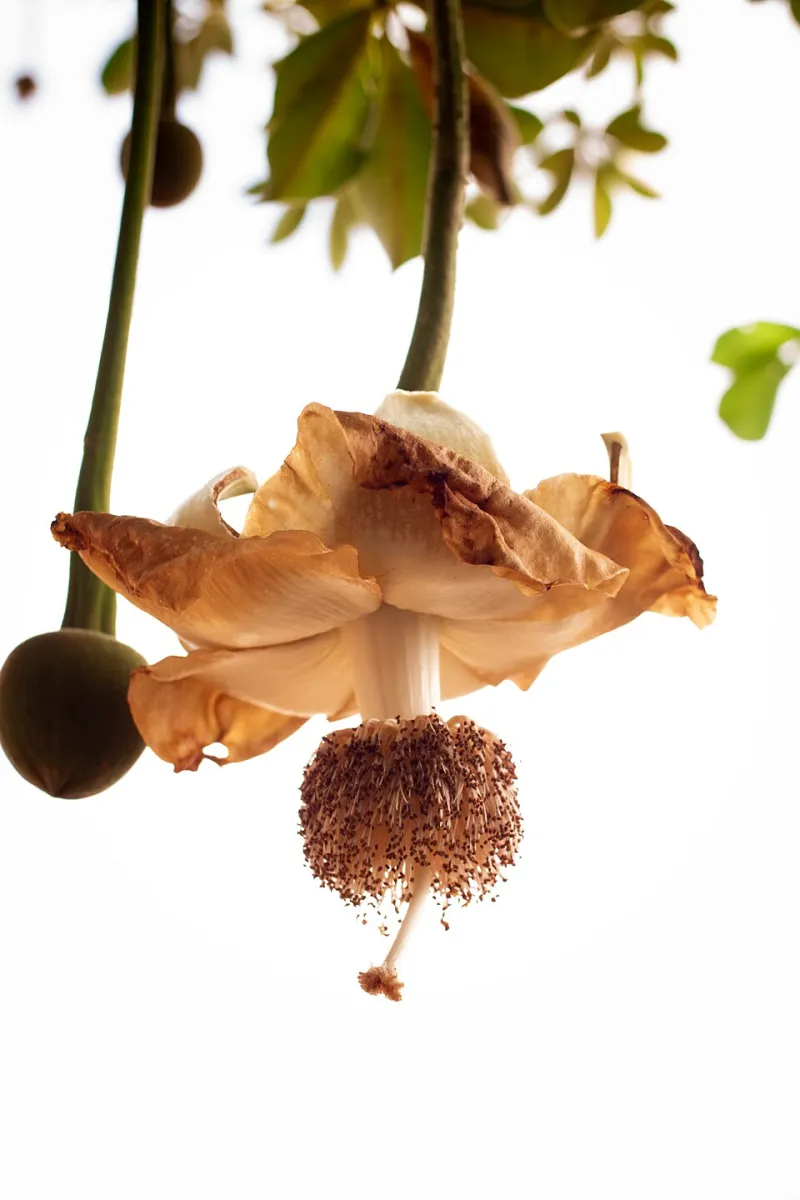 Paper Petals and Rattly Seedheads: Fill Your January Vases From Your Own Garden