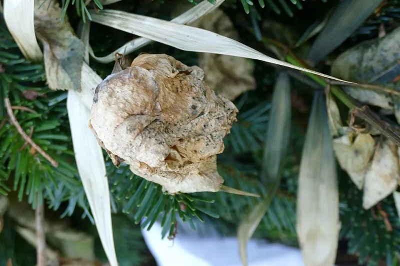Post-Mortem on a Dead Bouquet: Six Reasons Your Vase Gave Up by Hump Day